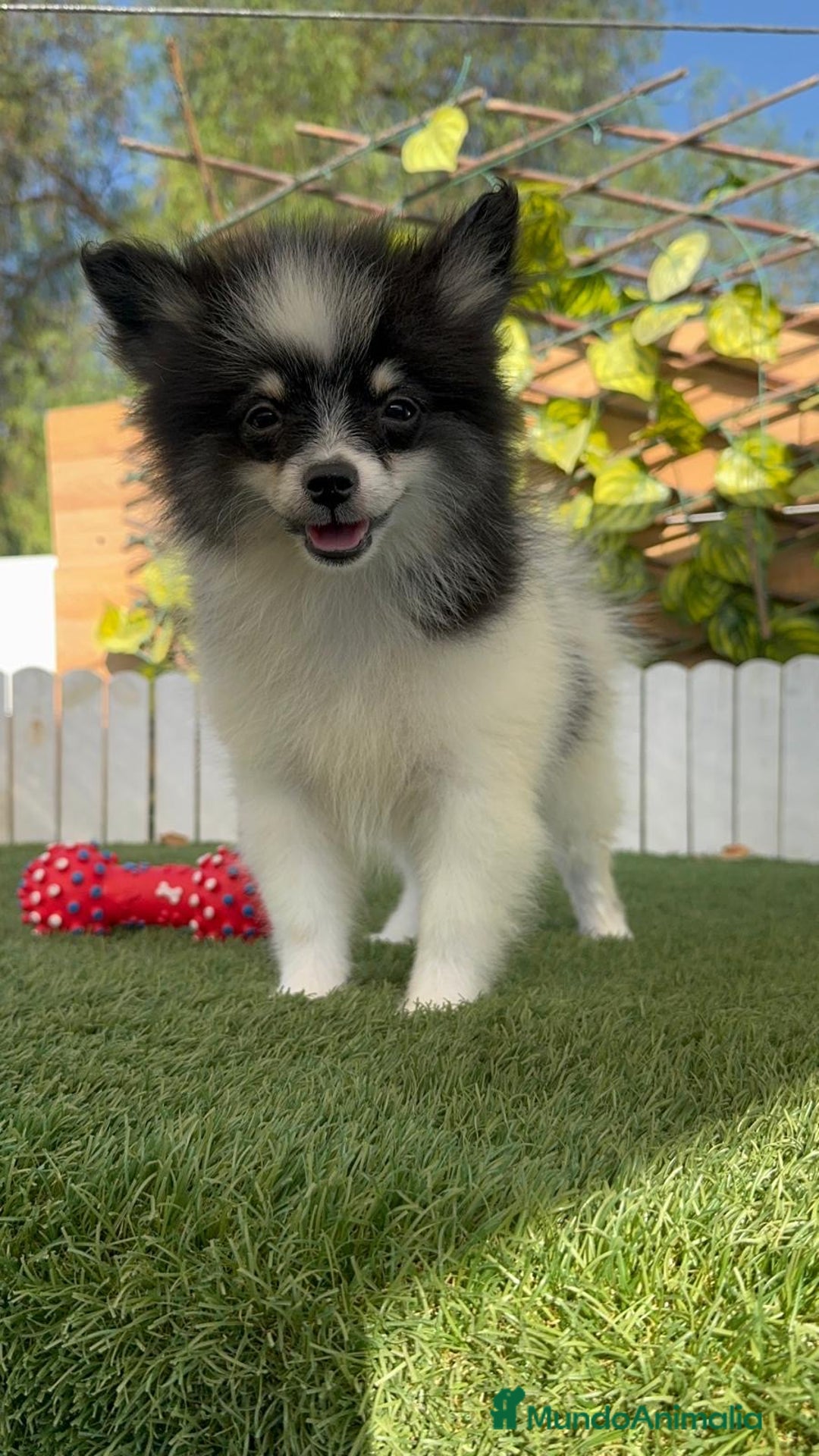 Pomerania perros en venta: POMERANIA MACHO ENVIOS A TODA ESPAÑA - Imagen 12