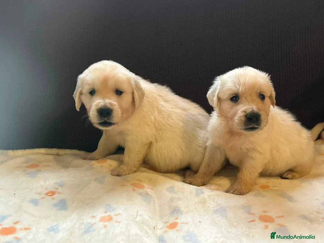 Golden Retriever perros en venta: GOLDEN RETRIEVER HEMBRAS EXCLUSIVAS  - Anuncio 2