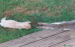 Maltipoo perros en venta: Maltipoo toy  - Imagen 4