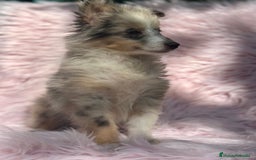 Perro Pastor de las Shetland perros en venta: PASTOR DE SHETLAND HEMBRA MERLE - Imagen 3