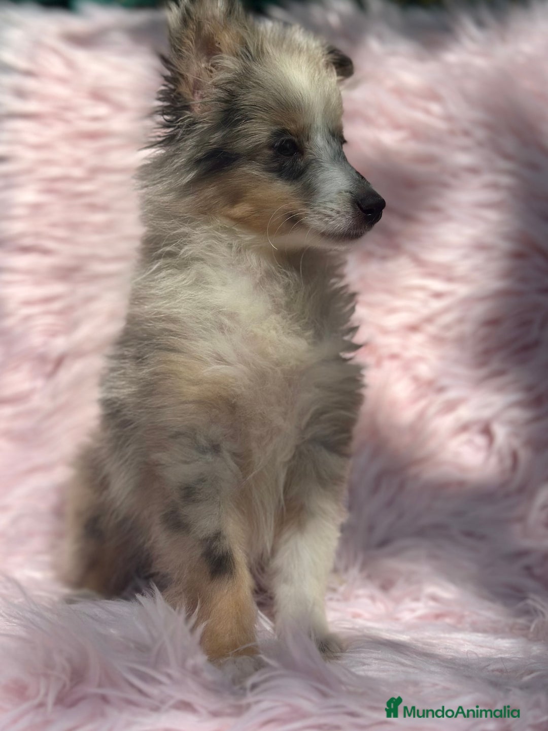 Perro Pastor de las Shetland perros en venta: PASTOR DE SHETLAND HEMBRA MERLE - Imagen 3