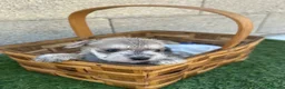 Schnauzer Miniatura perros en venta: Schnauzer Camada Especial  - Anuncio 1