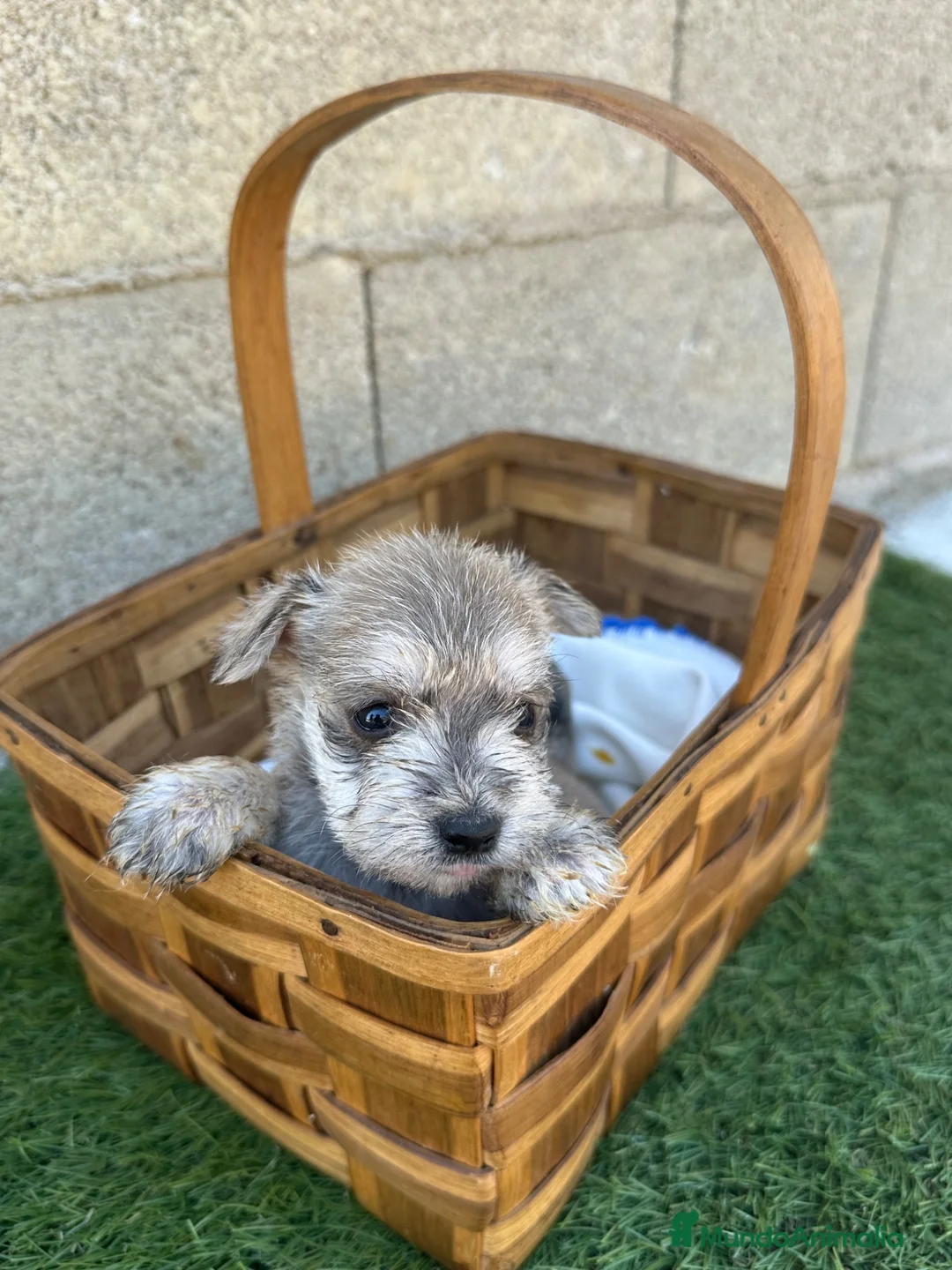 Schnauzer Miniatura perros en venta: Schnauzer Camada Especial  - Anuncio 1