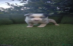 Border Collie perros en venta: border collie blue merle y blancos y negros  - Anuncio 7