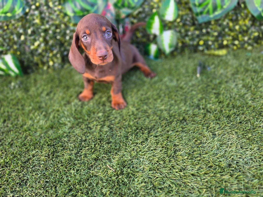 Teckel Miniatura perros en venta: TECKEL MINI & KANNINCHEN CHOCOLATE - Anuncio 2