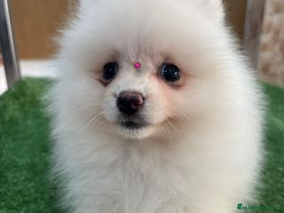 Pomerania perros Pomerania hembra,muy toy - Anuncio 27