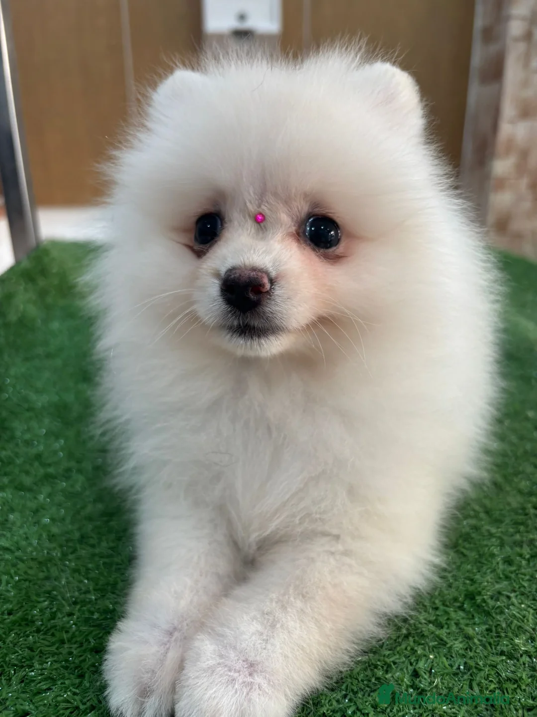 Pomerania perros en venta: Pomerania hembra,muy toy  - Anuncio 1