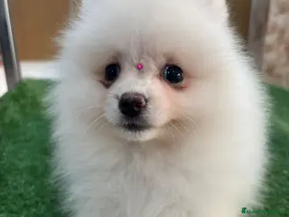 Pomerania perros Pomerania hembra,muy toy - Anuncio 14