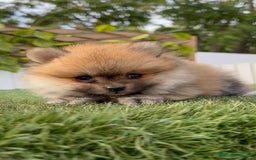 Pomerania perros en venta: POMERANIA HEMBRA - Imagen 8