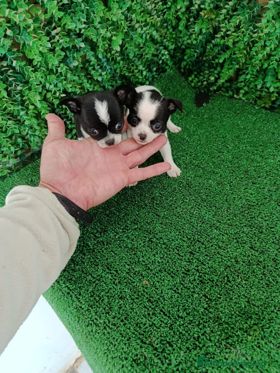 Chihuahua perros en venta: Chihuhuas  - Anuncio 7