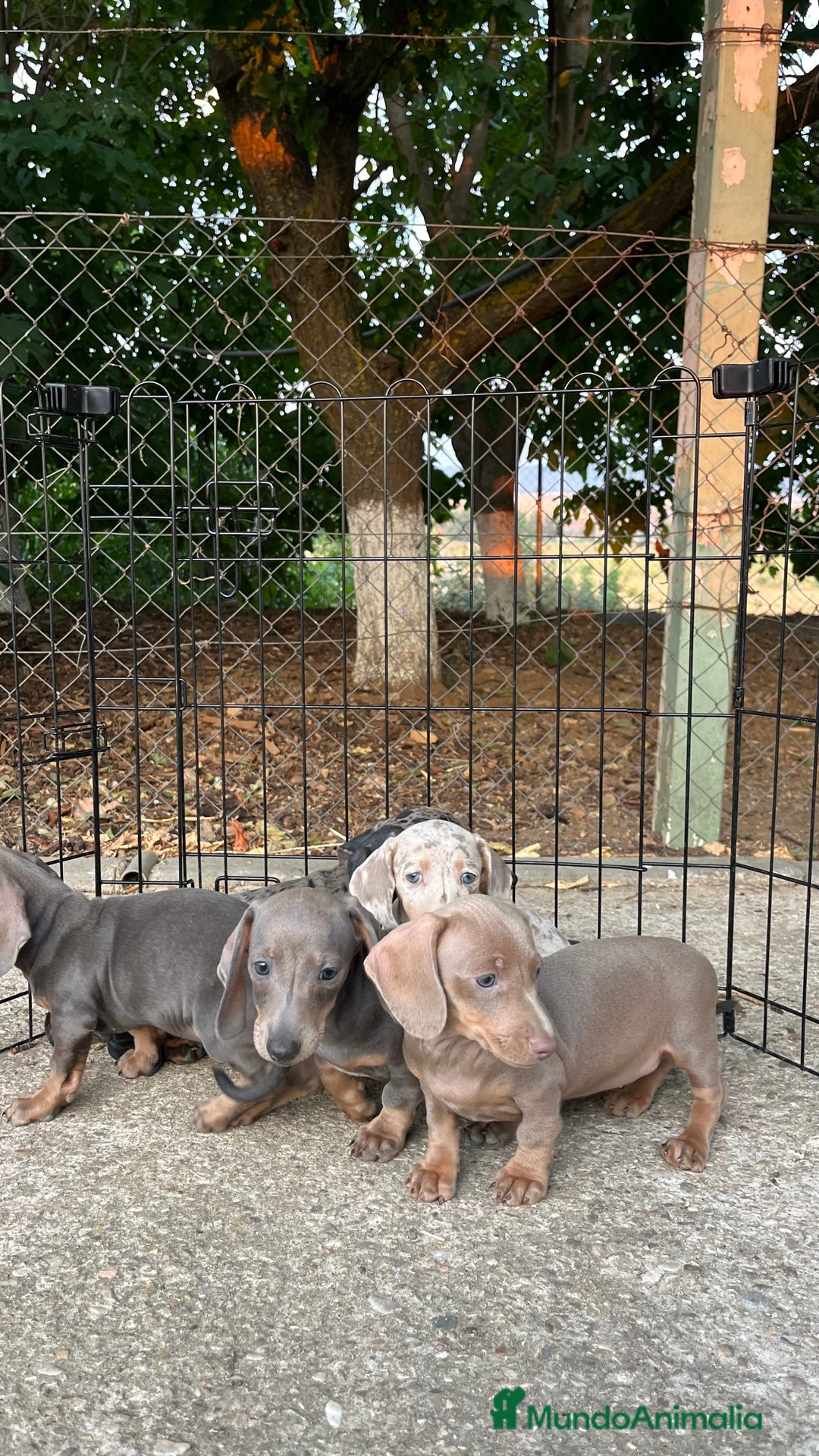 Teckel perros en venta: Camada de Teckel capa exótica  - Imagen 9