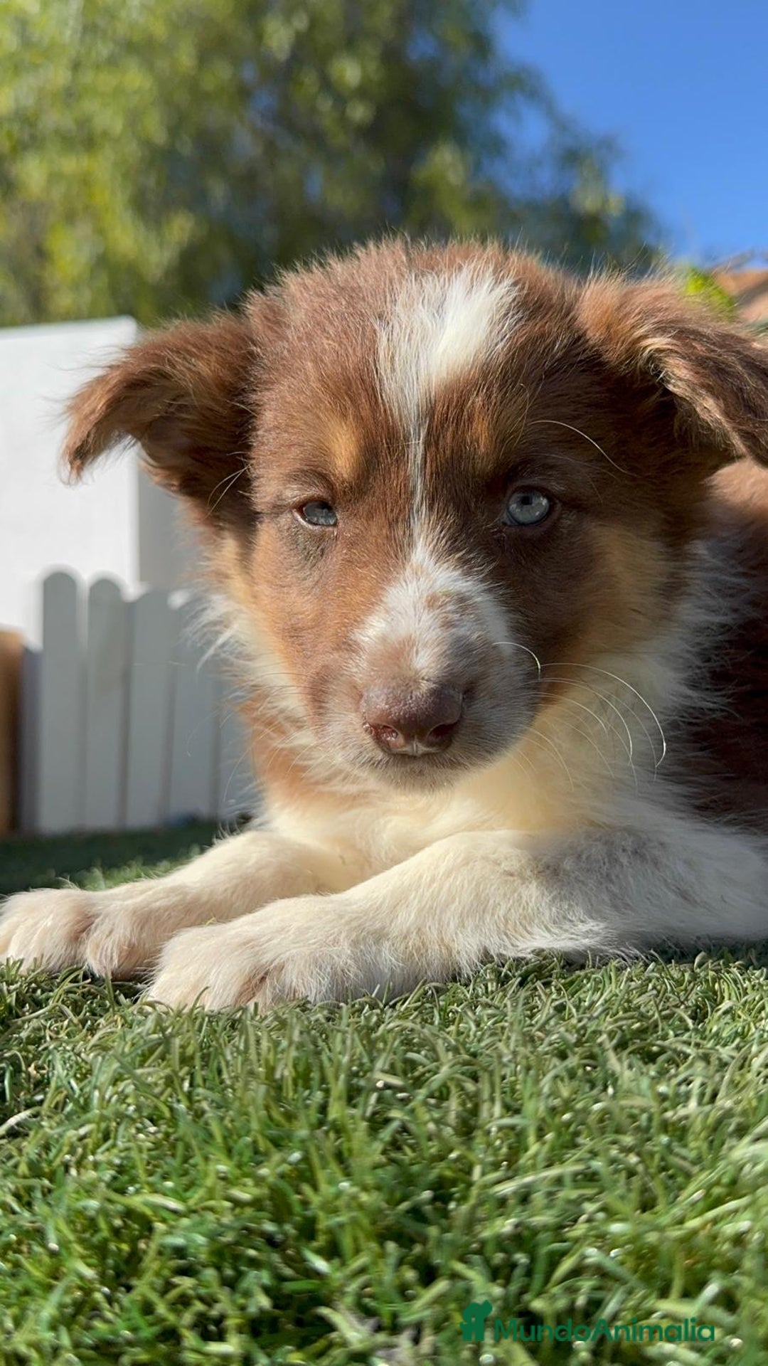 Border Collie perros en venta: BORDER COLLIE - Anuncio 32