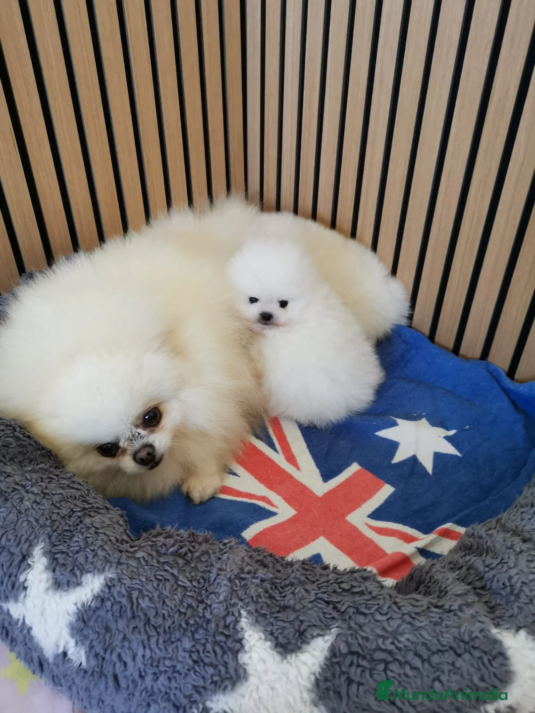 Pomerania perros en venta: Pomerania TOY Blanco nuclear ♂️ - Anuncio 7
