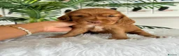 Cocker Spaniel Inglés perros en venta: COCKER HEMBRA - Anuncio 3