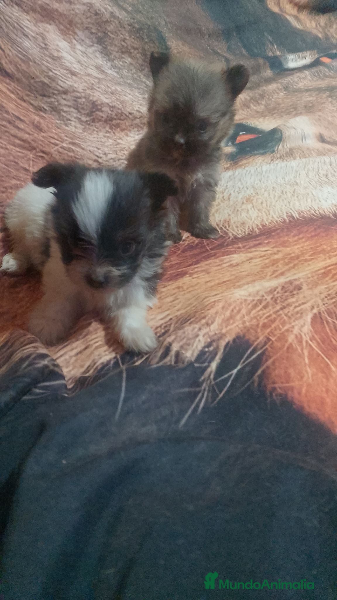 Maltipom perros Camada de maltipom  - Anuncio 25