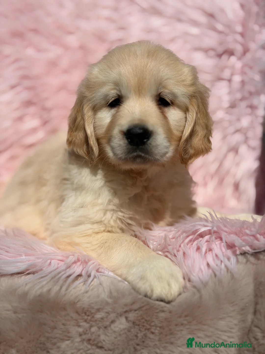 Golden Retriever perros en venta: Golden hembra  - Anuncio 1