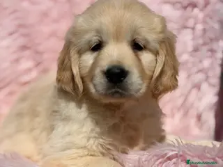 Golden Retriever perros Golden hembra - Anuncio 2