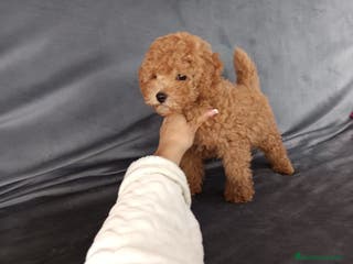 Caniche Toy perros Caniche toy en Badajoz - Anuncio 3