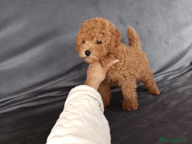 Caniche Toy perros en Badajoz - Anuncio 2