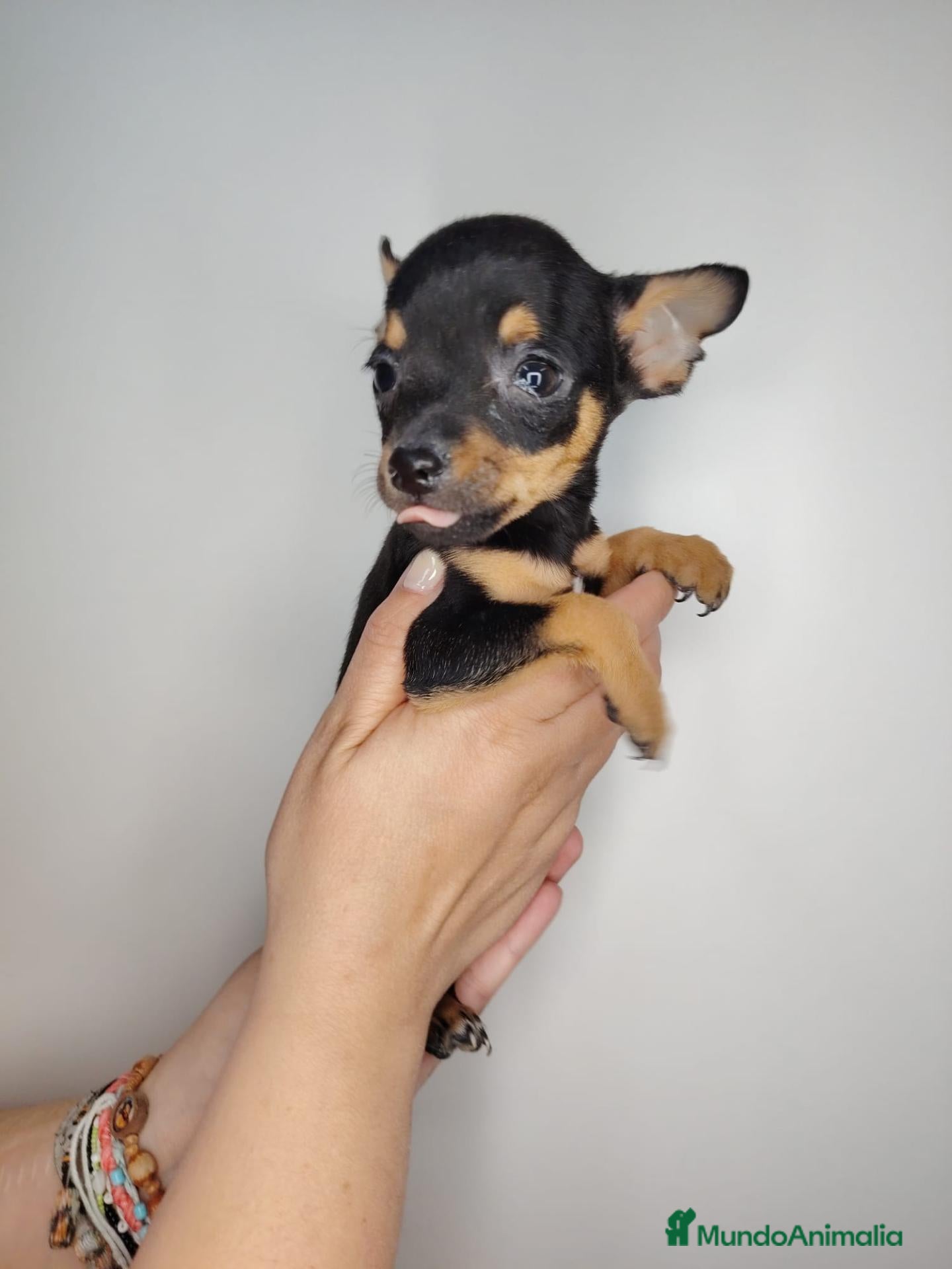 Ratón de Praga perros en venta: Ratón de Praga  - Anuncio 2