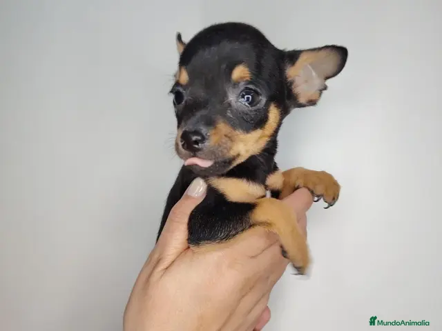 Ratón de Praga perros en venta: Ratón de Praga - Anuncio 2
