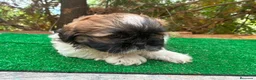 Shih Tzu perros en venta: Machitos de shih tzu - Anuncio 6