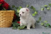 Bichón Maltés Cachorro 1
