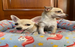 Chihuahua perros en venta: Cachorras hembra chihuahua marrón claro - Imagen 4