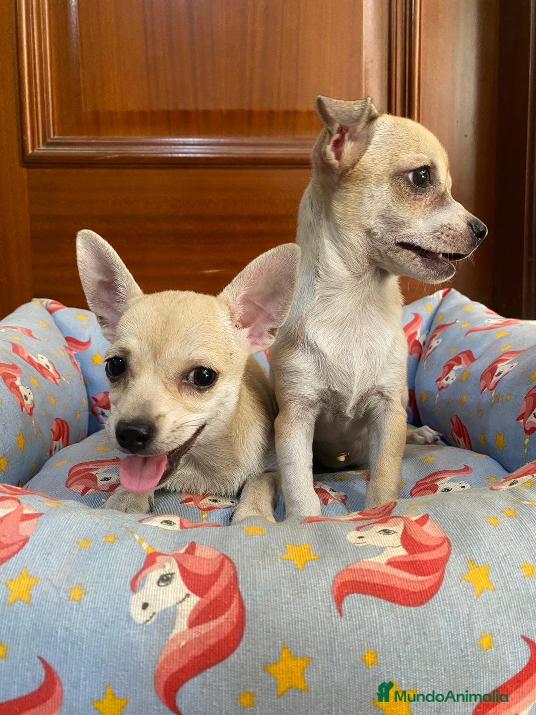 Chihuahua perros en venta: Cachorras hembra chihuahua marrón claro - Imagen 4