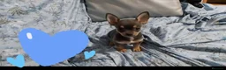 Chihuahua perros en venta: Chihuahua azul tang - Anuncio 2