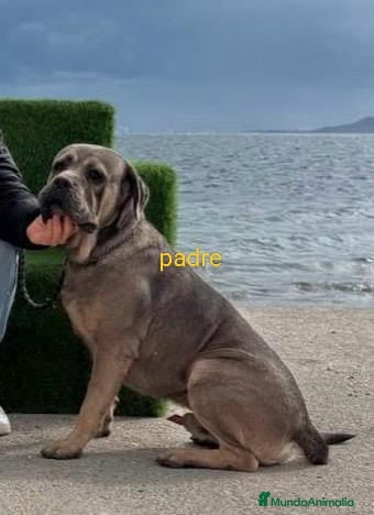 Cane Corso perros ZzCSNE CORSO - Anuncio 2