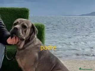 Cane Corso perros ZzCSNE CORSO - Anuncio 2