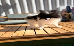 Pomerania perros en venta: Lulu pomerania MICRO TOY  - Imagen 11