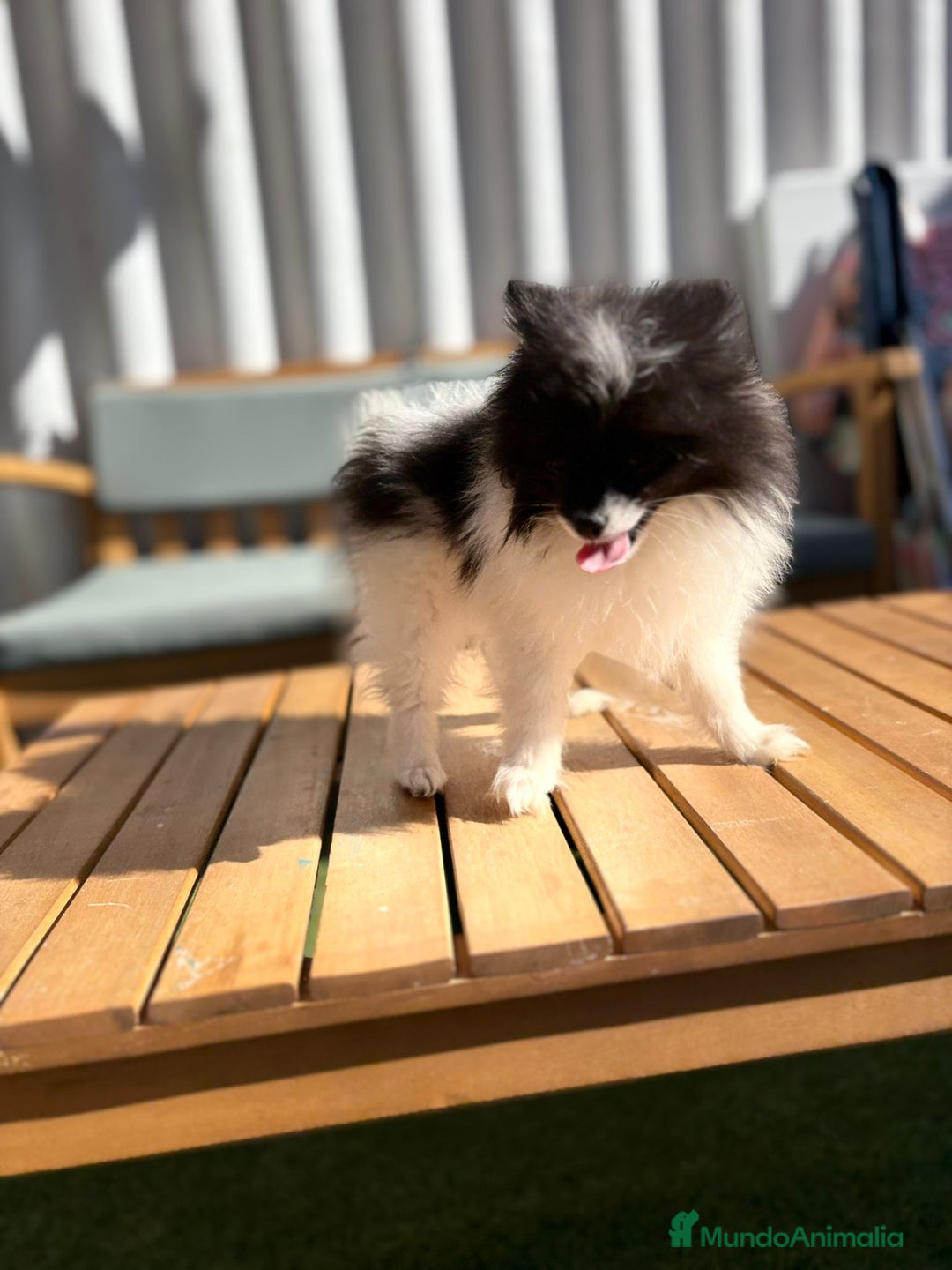 Pomerania perros en venta: Lulu pomerania MICRO TOY  - Imagen 11