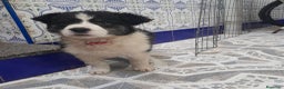 Border Collie perros en venta: BORDER COLLIE - Anuncio 3