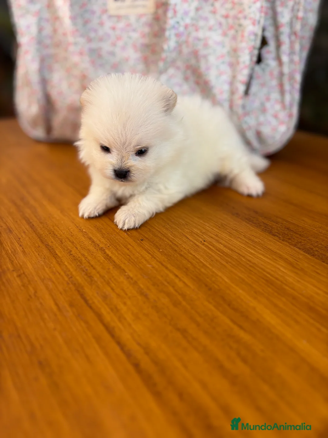 Pomerania perros en venta: Pomerania muy bonitos !!! - Anuncio 5