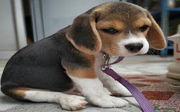 Beagle perros en venta: Beagle tricolor  - Imagen 3