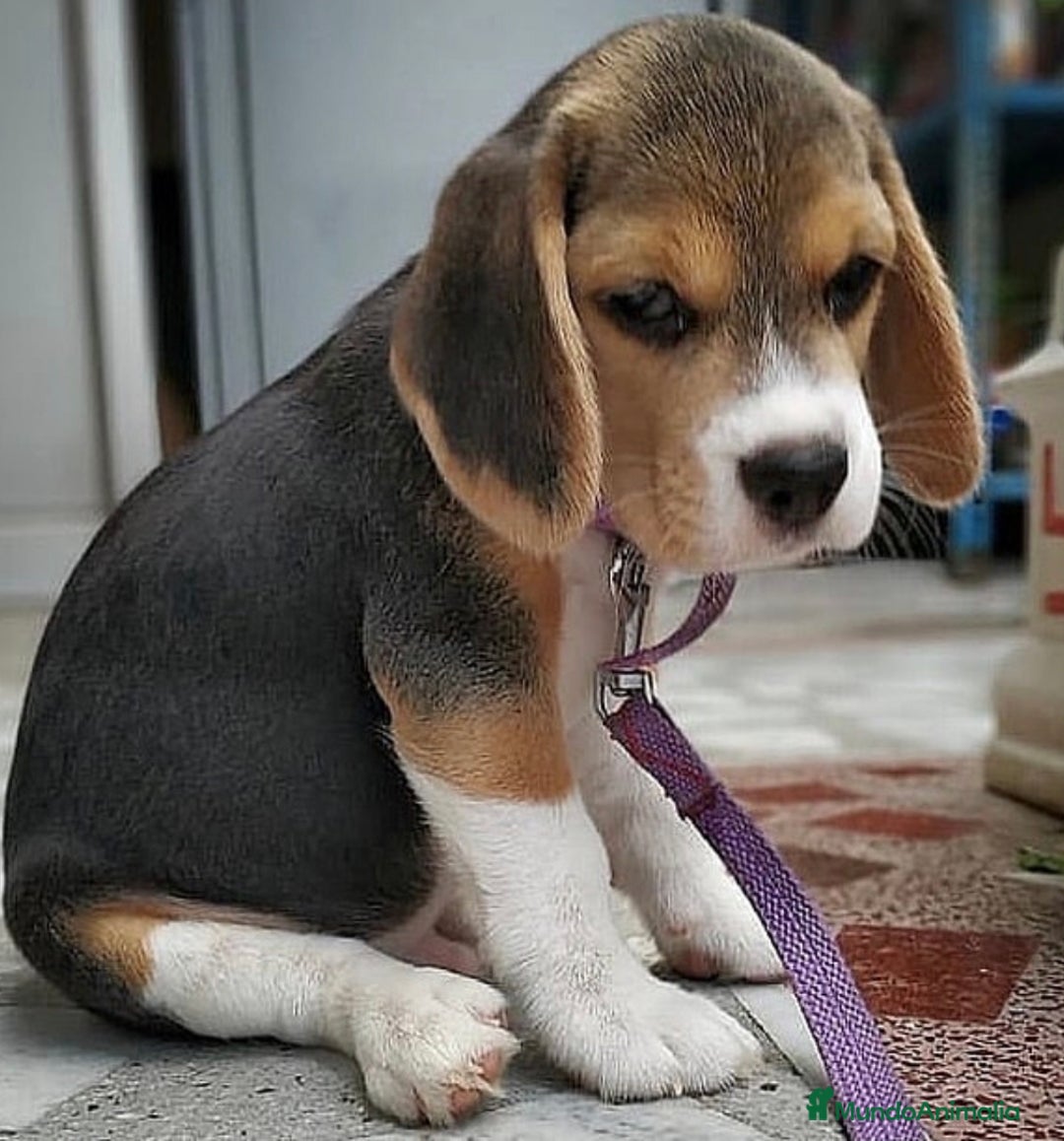 Beagle perros en venta: Beagle tricolor  - Imagen 3