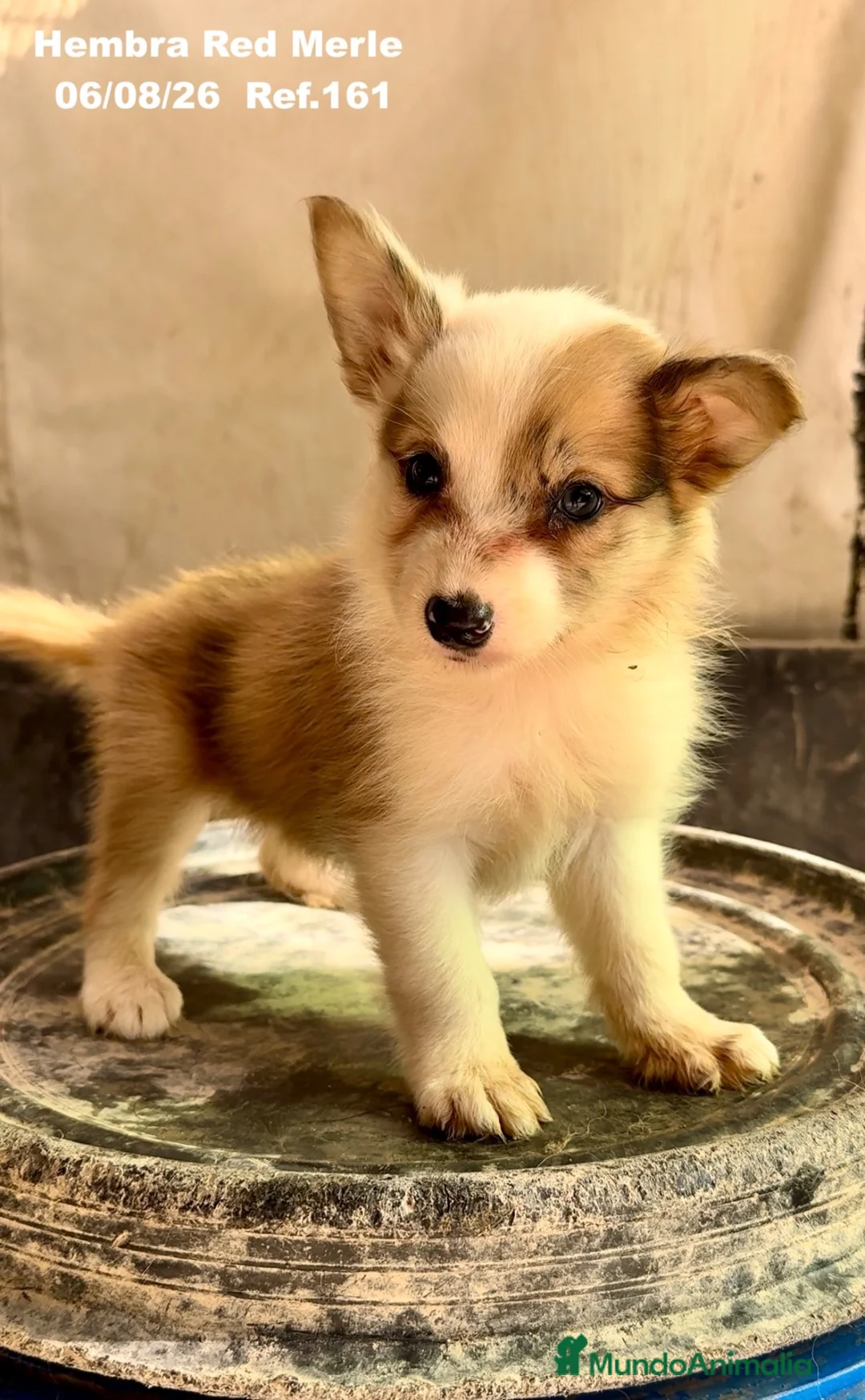Border Collie perros en venta: BORDER COLLIE DE VILLA BIZNAGA - Anuncio 2