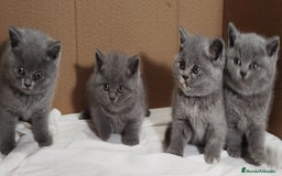 Británico de Pelo Corto Azul gatos en venta: British Shorthair  - Anuncio 8
