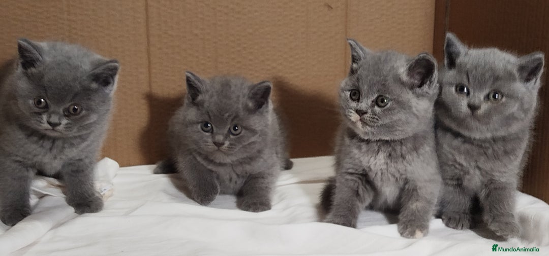 Británico de Pelo Corto Azul gatos en venta: British Shorthair  - Anuncio 8
