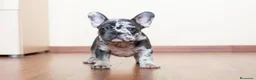 Bulldog Francés perros en venta: BULLDOG FRANCES EXOTICOS - Anuncio 4