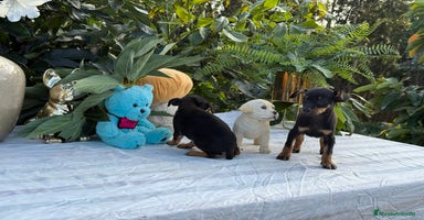 Pinscher Miniatura perros - Anuncio 4