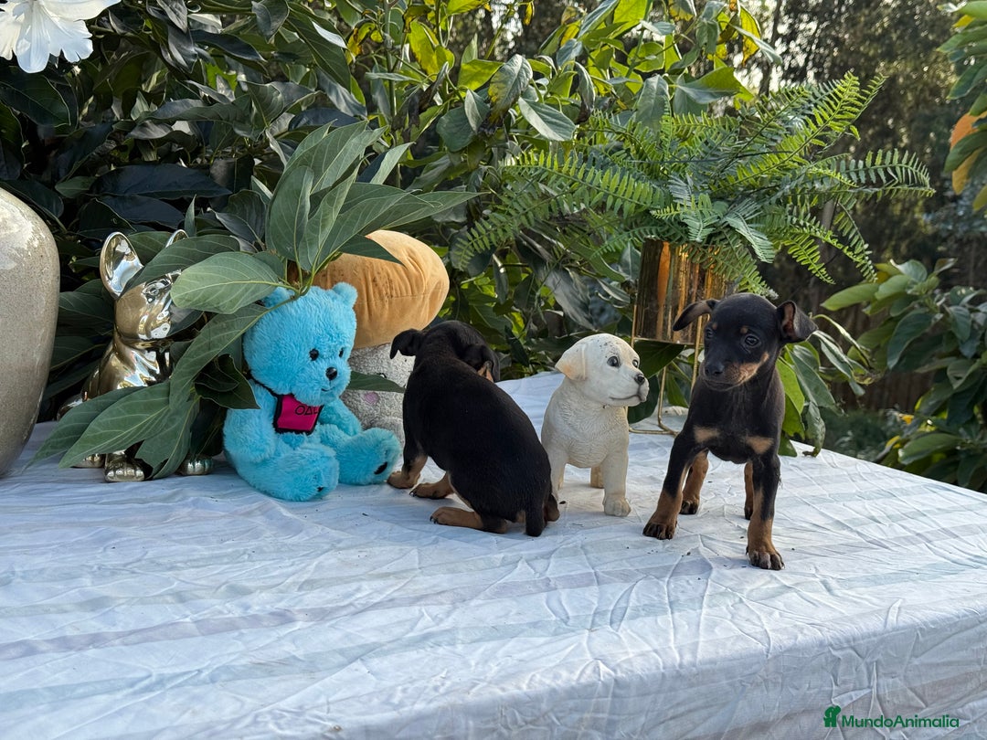 Pinscher Miniatura perros en venta: Preciosa camada de mini pincher - Imagen 2