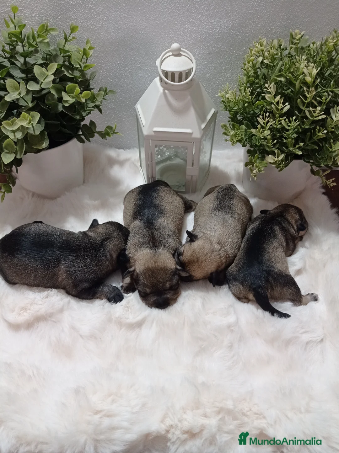 Schnauzer Miniatura perros en venta: Schnauzer miniatura sal y pimienta 😍🐾❤️ - Anuncio 2