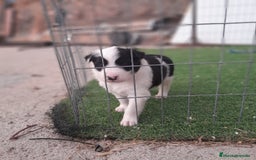 Border Collie perros en venta: BORDER COLLIE - Imagen 14