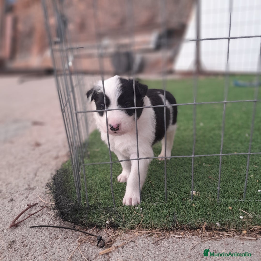 Border Collie perros en venta: BORDER COLLIE - Imagen 14