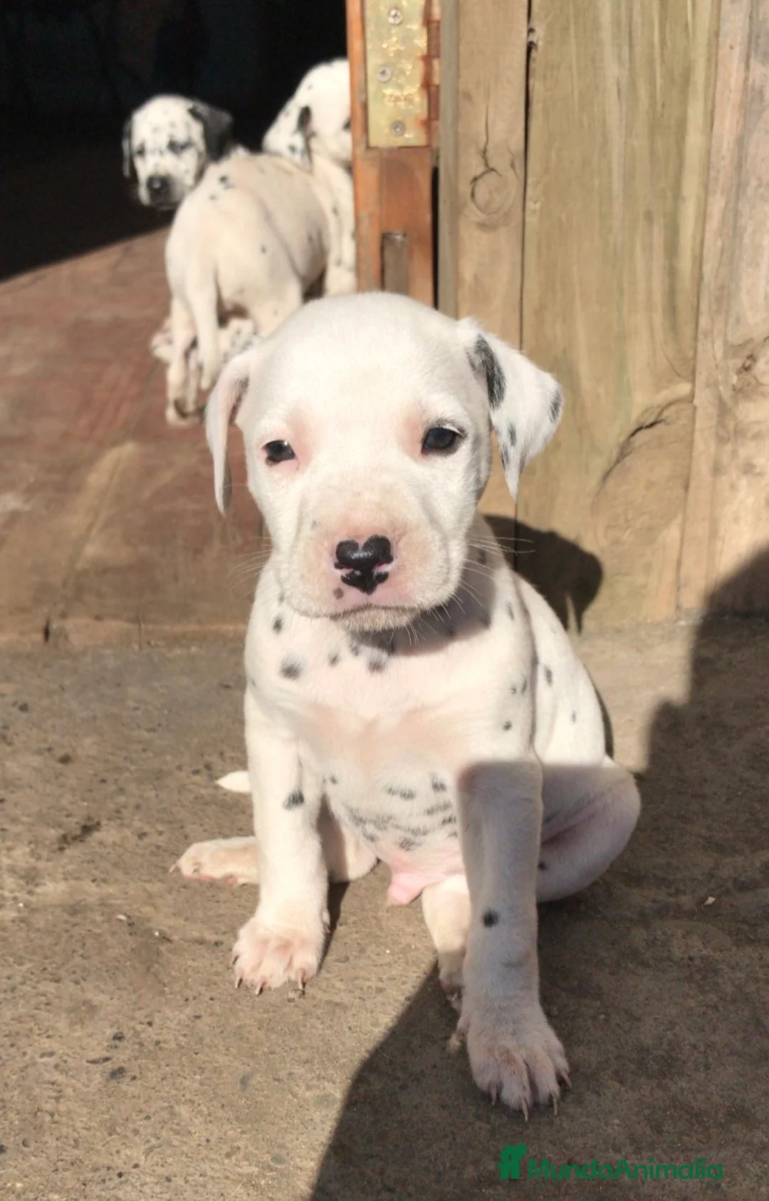 Dálmata perros en venta: Cachorros de dálmata🐶🐾 - Anuncio 2