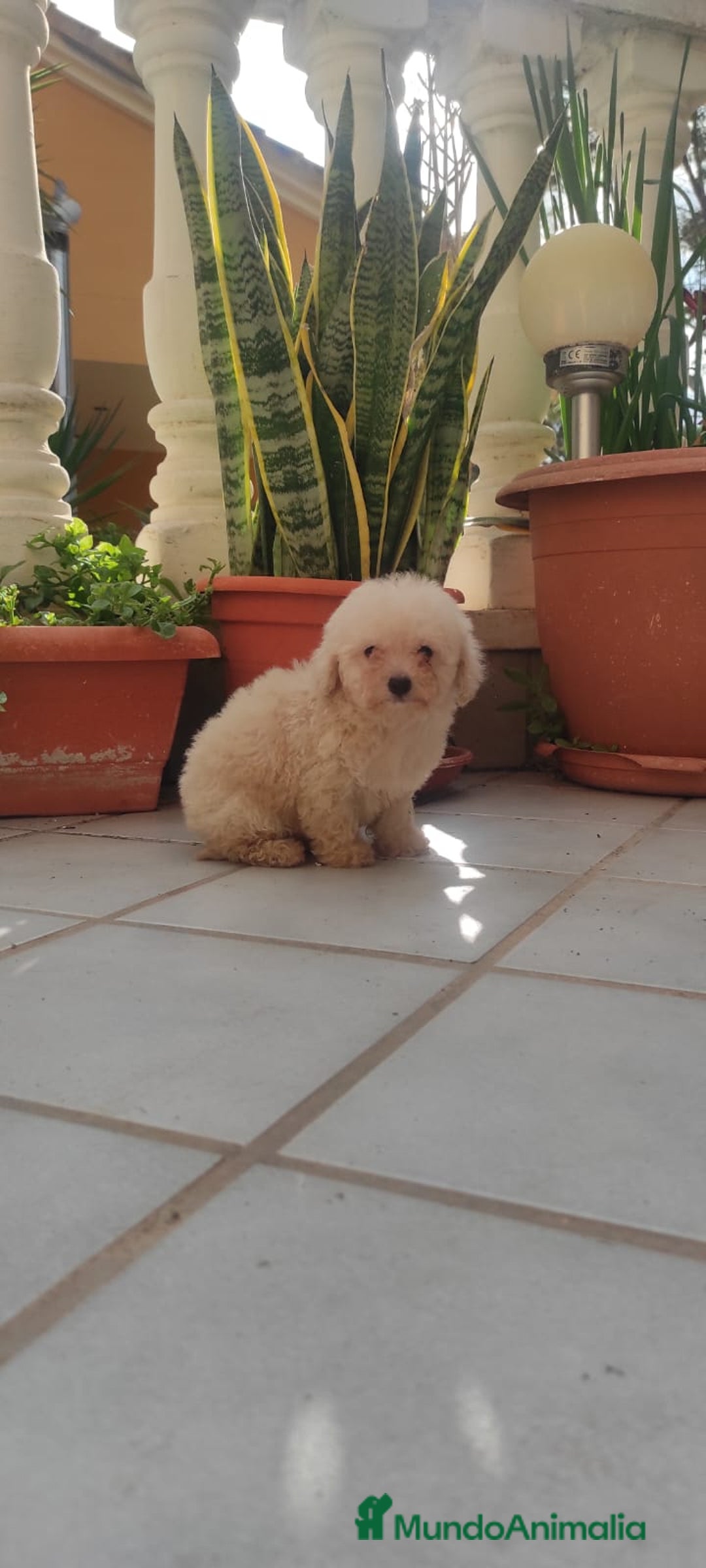 Caniche Toy perros en venta: CANICHE HEMBRA TOY EXCLUSIVA  - Anuncio 1