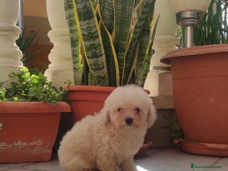 Caniche Toy perros CANICHE HEMBRA TOY EXCLUSIVA - Anuncio 1